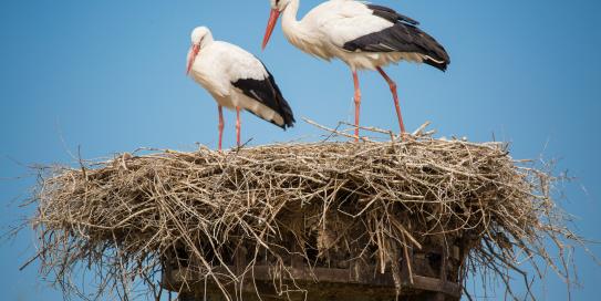 Der Storch ist wieder da!